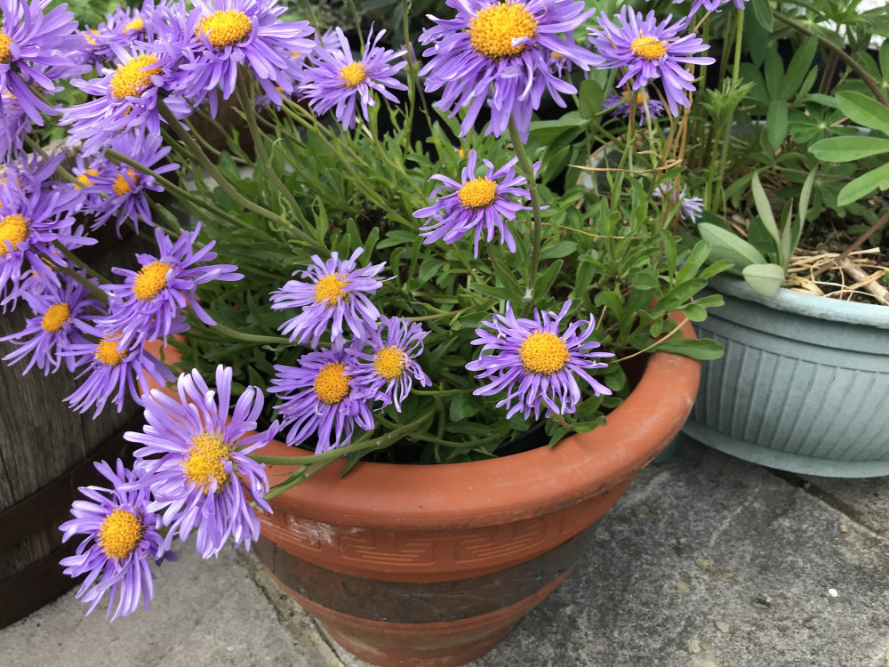 Dwarf asters flowering in May — BBC Gardeners’ World Magazine