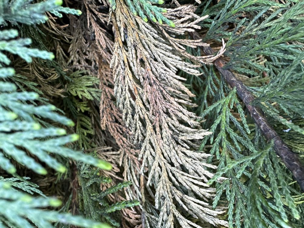 Advice on conifer browning — BBC Gardeners' World Magazine