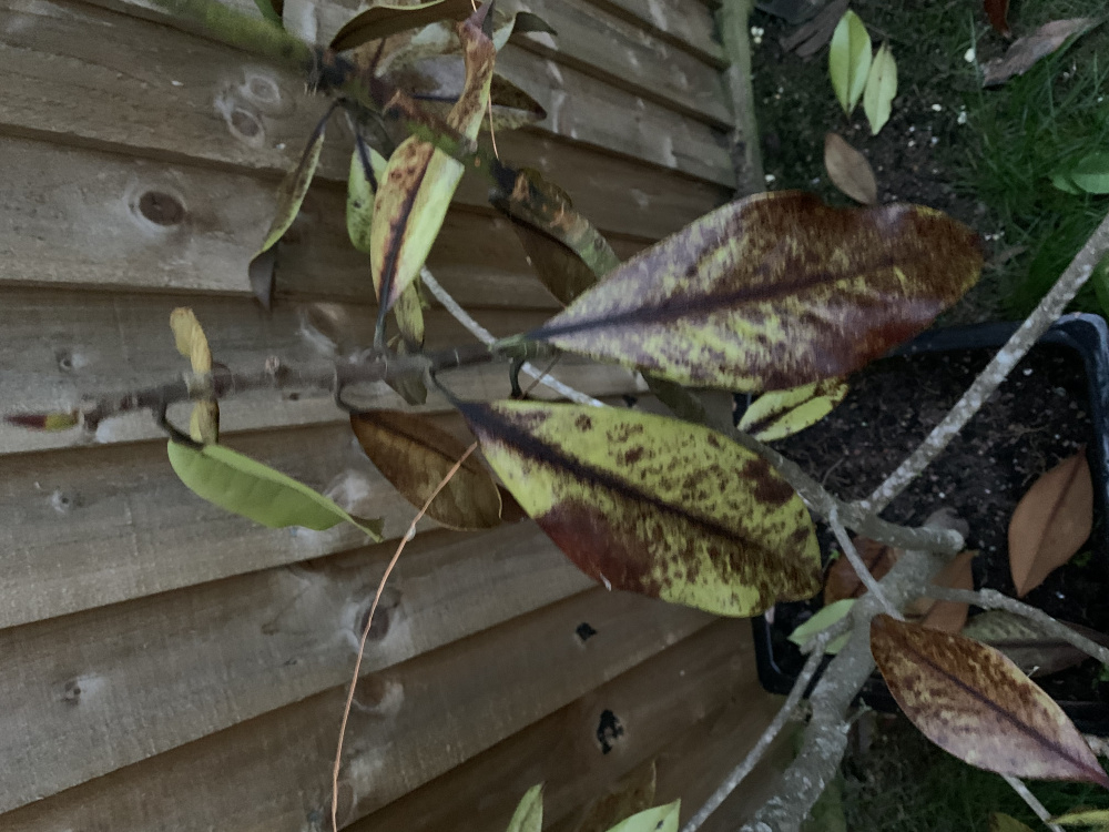 Why Is My Magnolia Tree Leaves Turning Black at Eric White blog