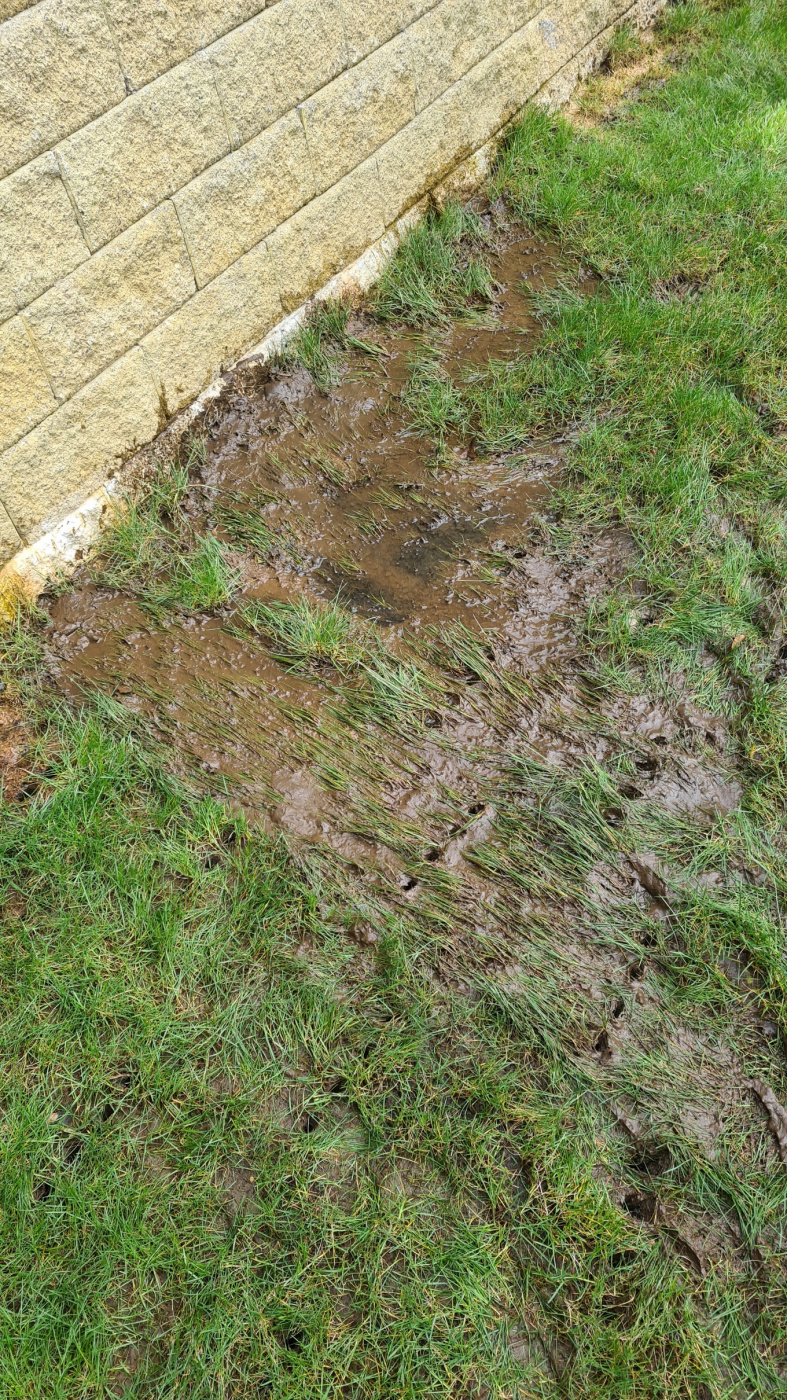 Boggy lawn, clay soil help — BBC Gardeners' World Magazine