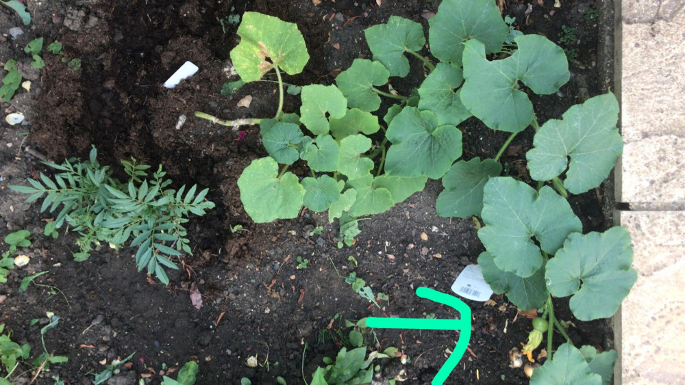 squash keeps dying — BBC Gardeners' World Magazine