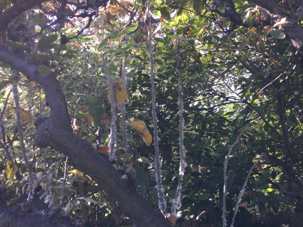 Apple tree white fungus desease — BBC Gardeners' World Magazine