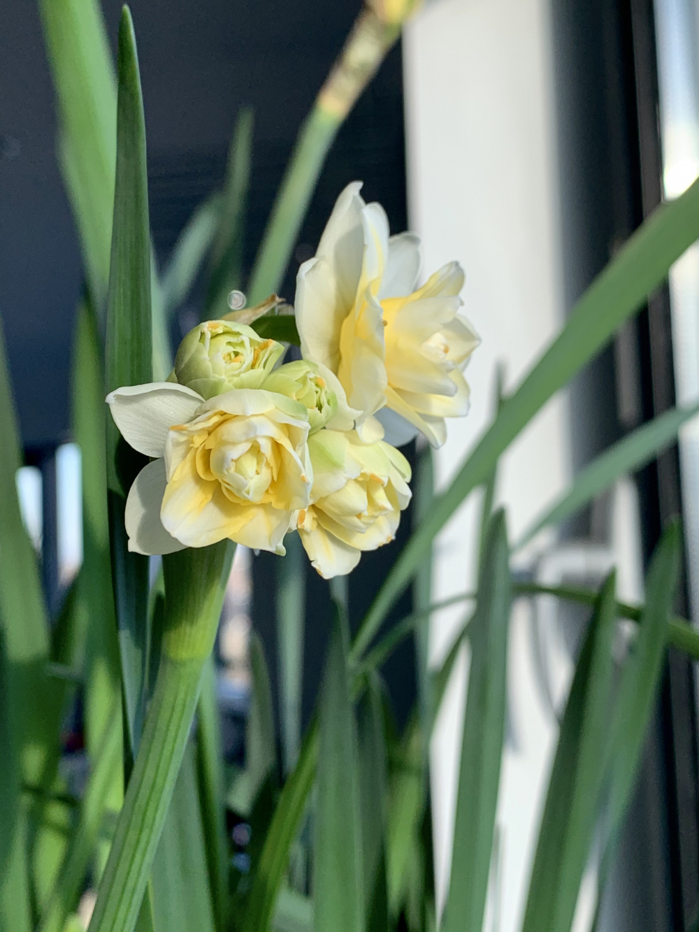 The earliest flowering daffodils in your experience Page 4 — BBC