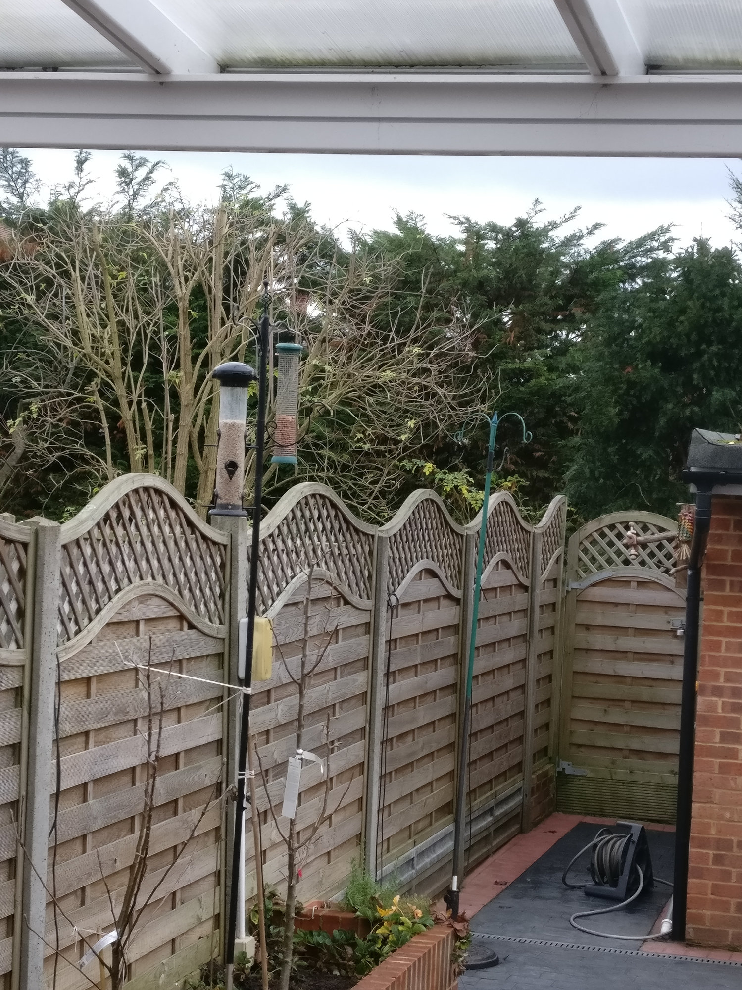 How Do I Stop Grey Squirrels From Bird Feeder Bbc Gardeners