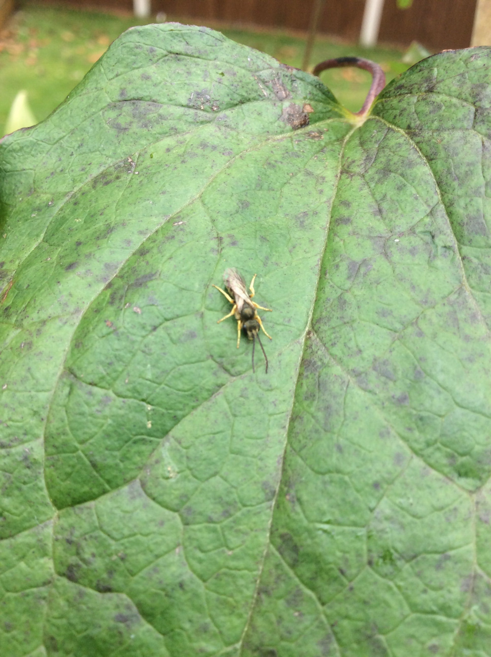What Is Eating My Clematis Plant at Maurice Moon blog