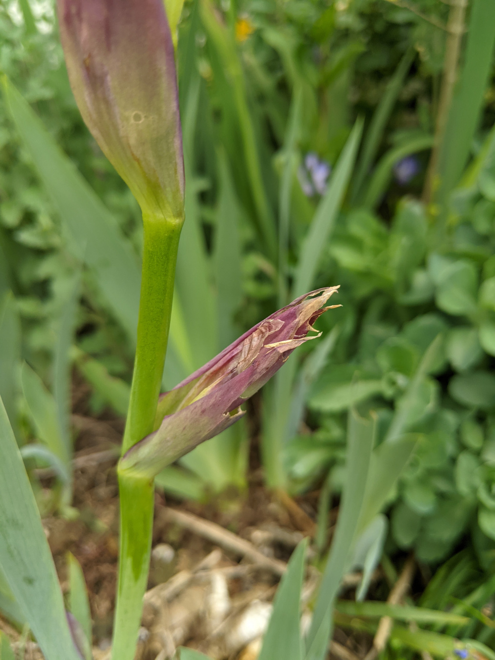 What's eating my iris flower buds? — BBC Gardeners' World Magazine