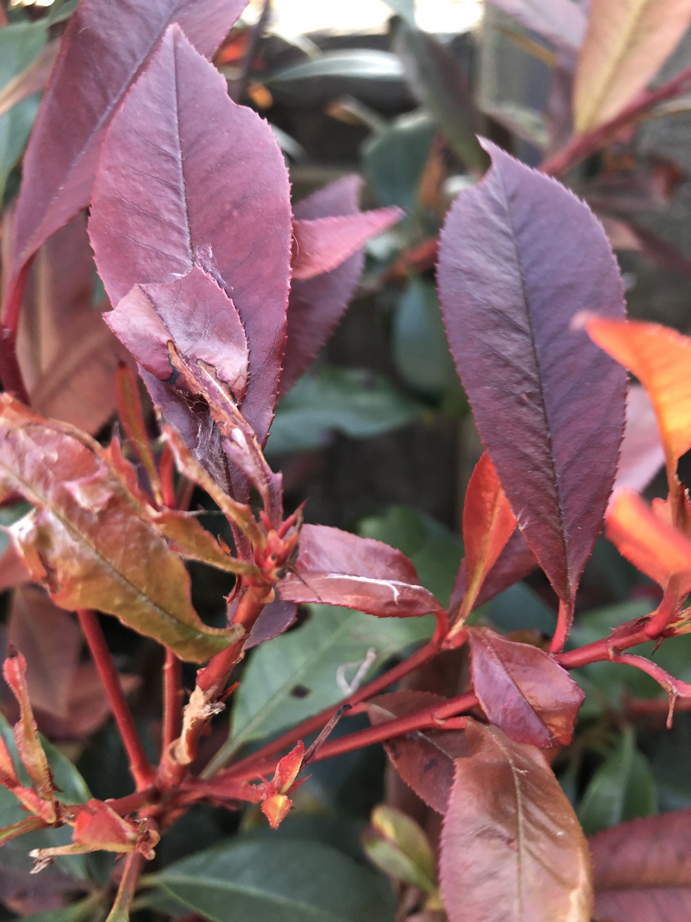 What’s eating my Red Robin Advice — BBC Gardeners' World Magazine