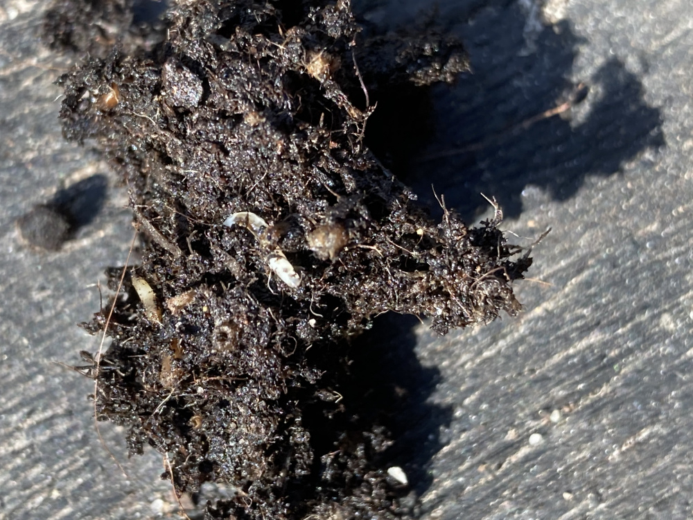 What a eating my dahlia tubers? — BBC Gardeners' World Magazine