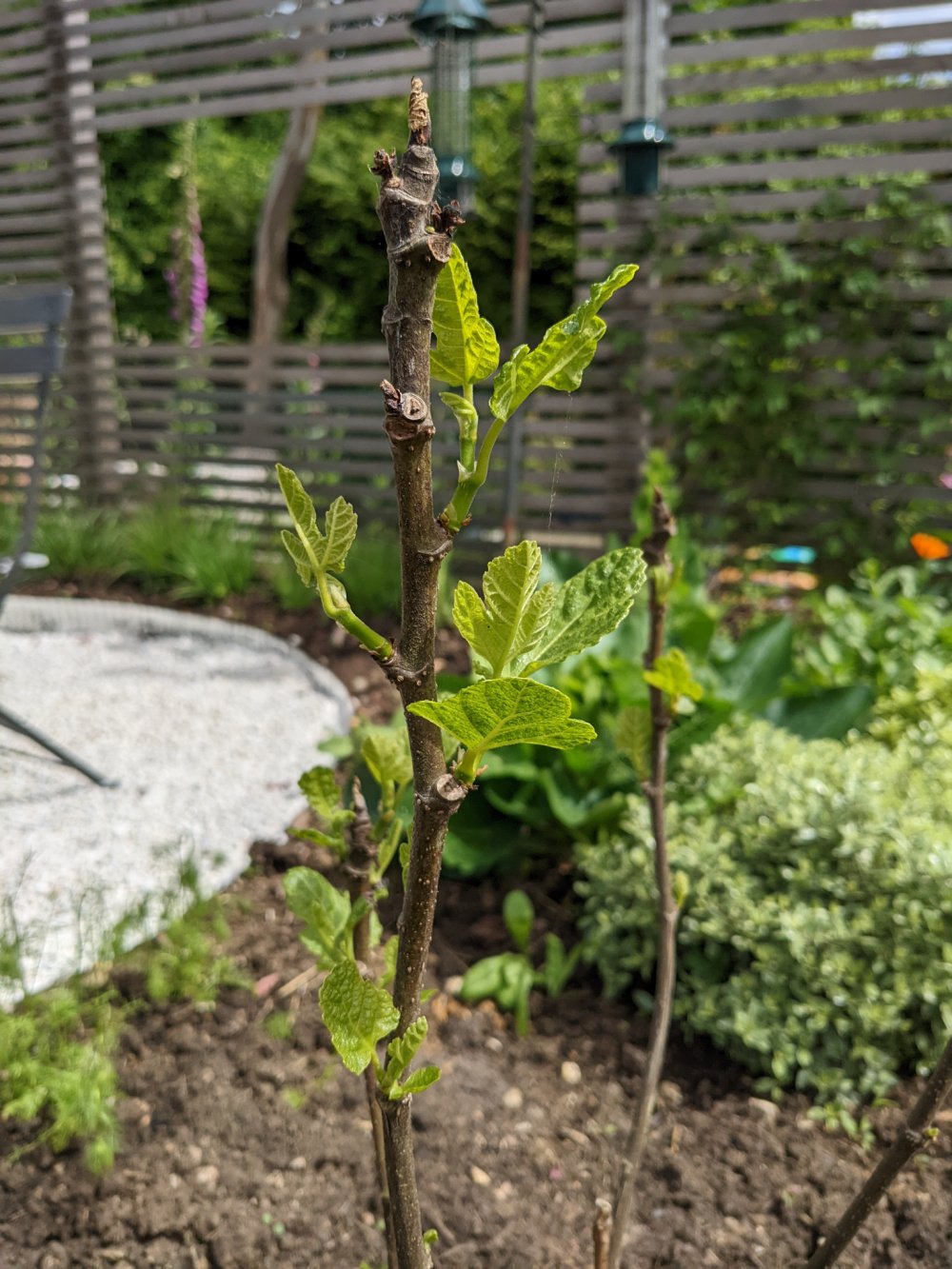Back from the dead Fig Tree — BBC Gardeners' World Magazine