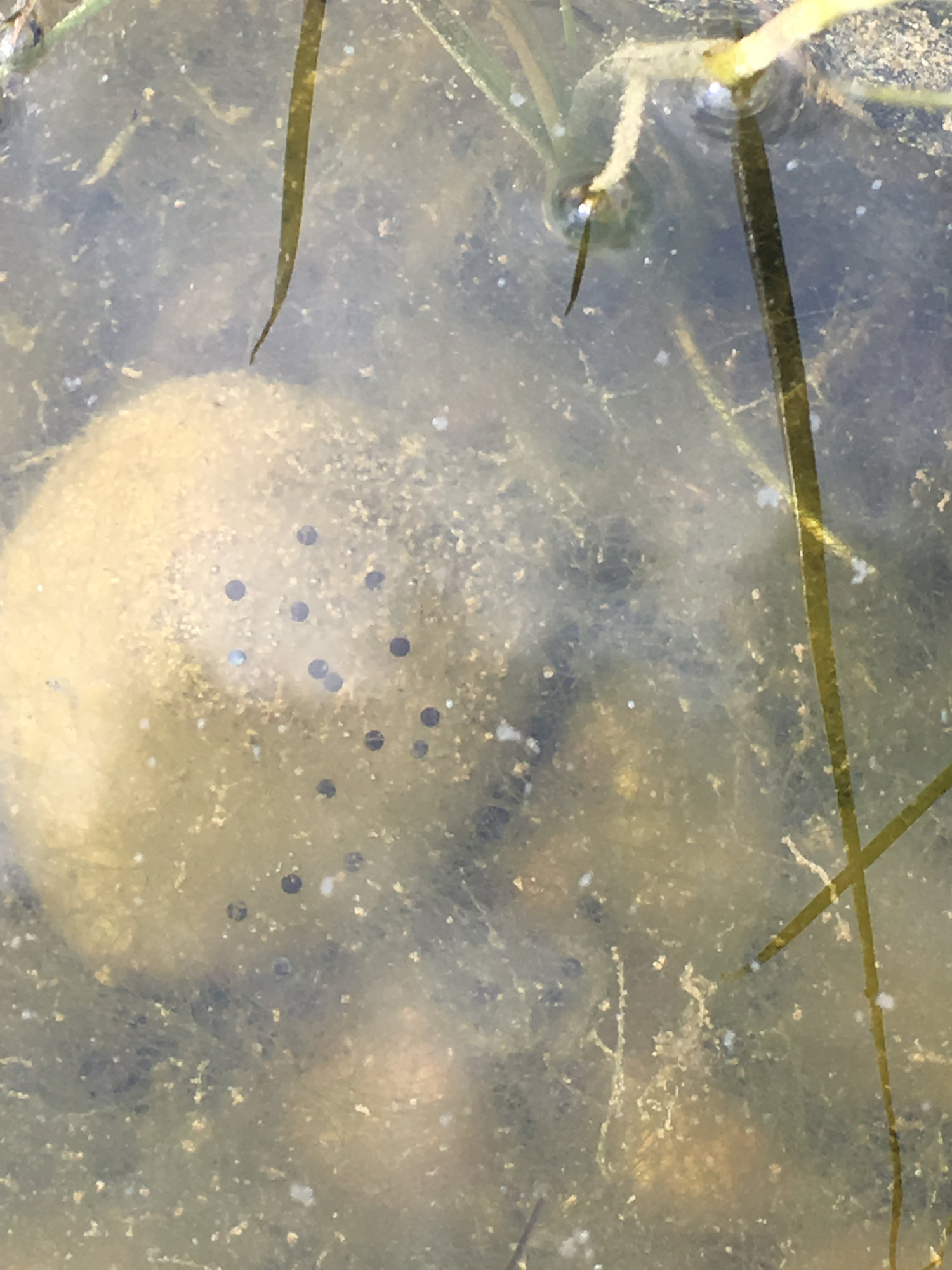 Eggs in pond snails?? — BBC Gardeners' World Magazine