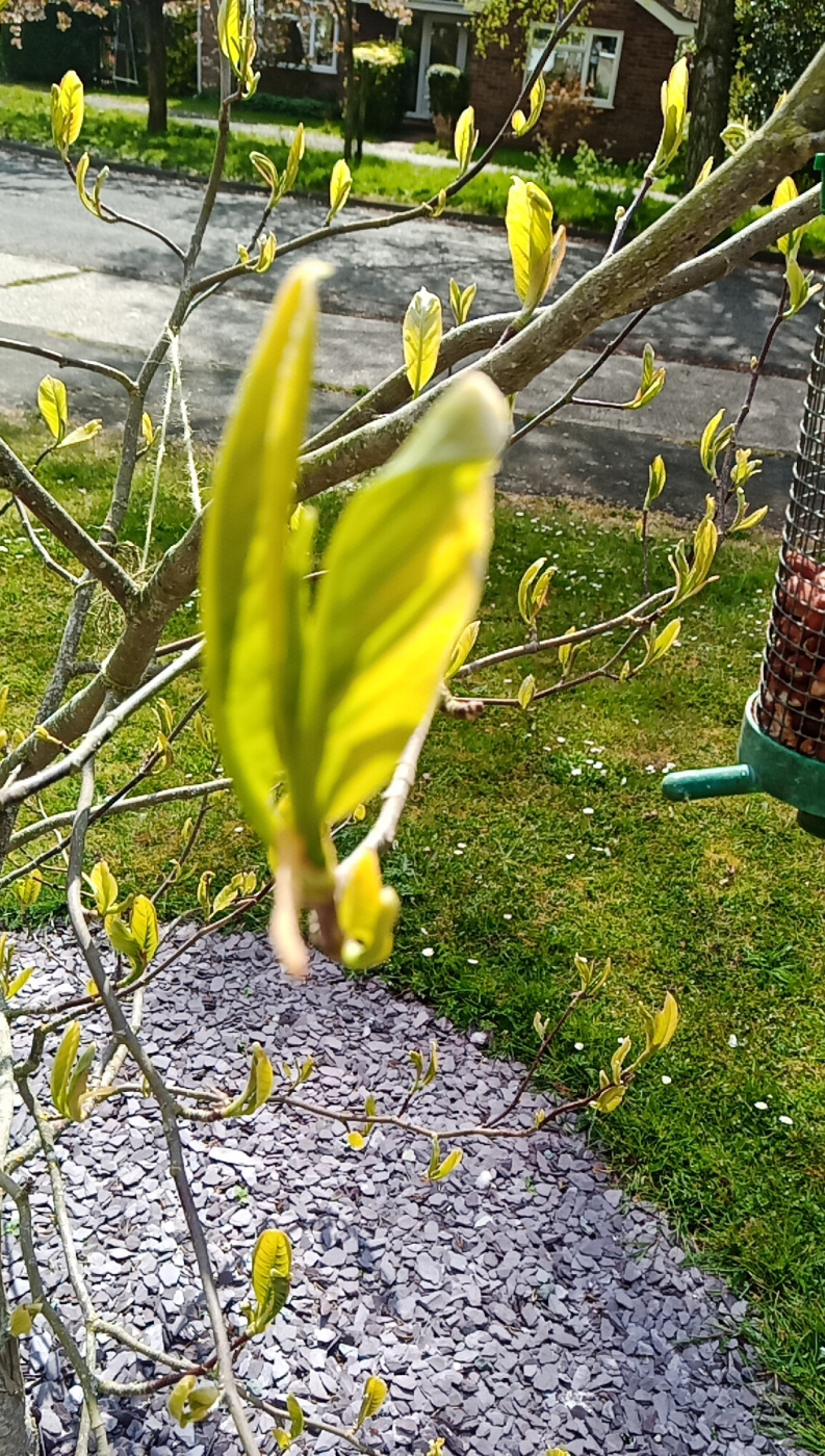 Magnolia doesn't flower — BBC Gardeners' World Magazine