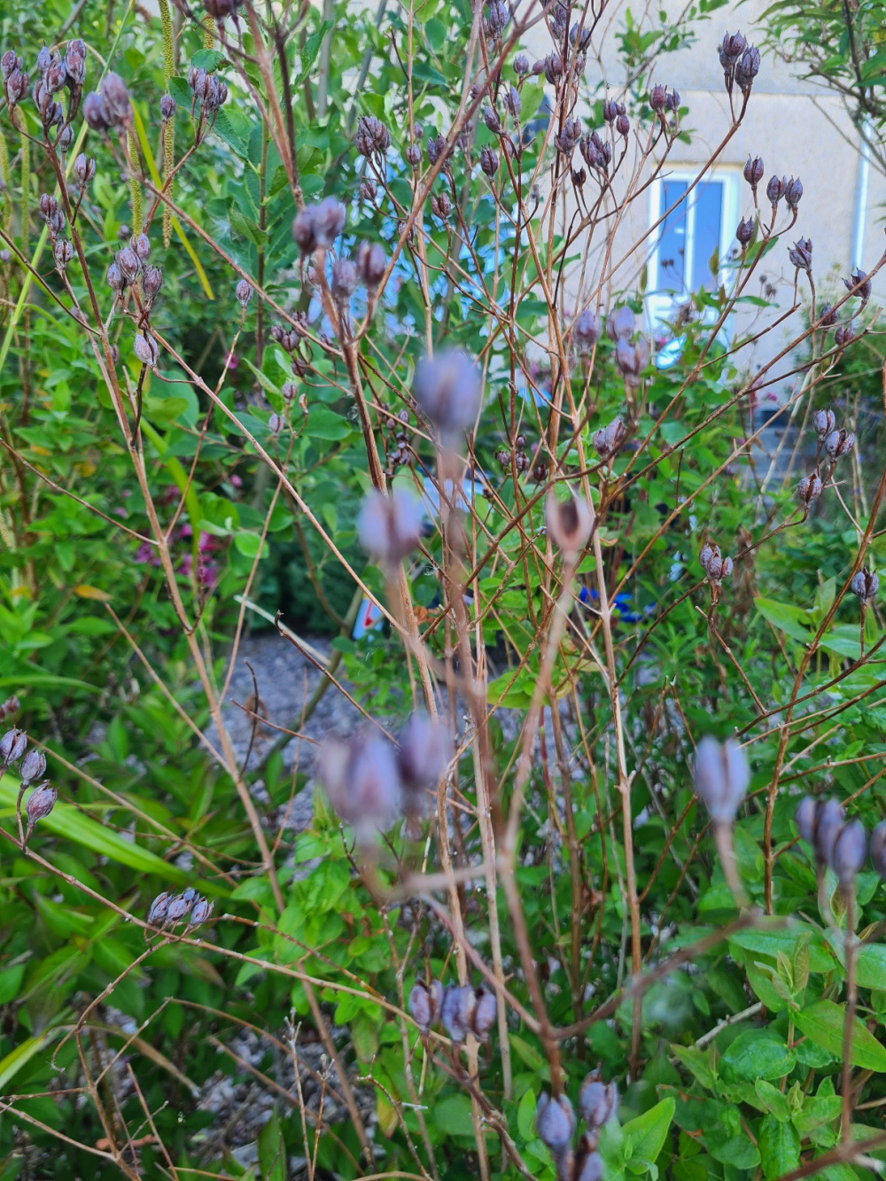 Horrible smelling plant! — BBC Gardeners' World Magazine