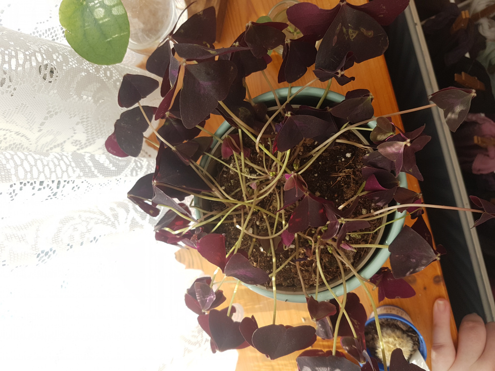 Oxalis dying? — BBC Gardeners' World Magazine