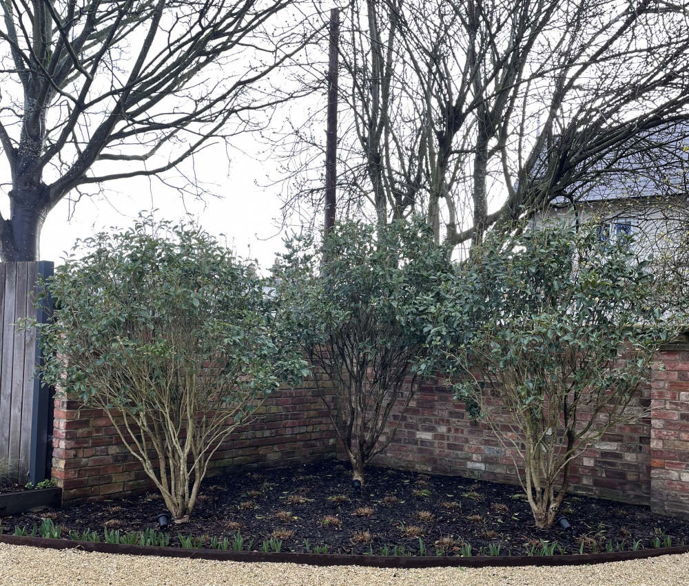 Advice for Osmanthus Fragrans pruning/general care ??? BBC Gardeners