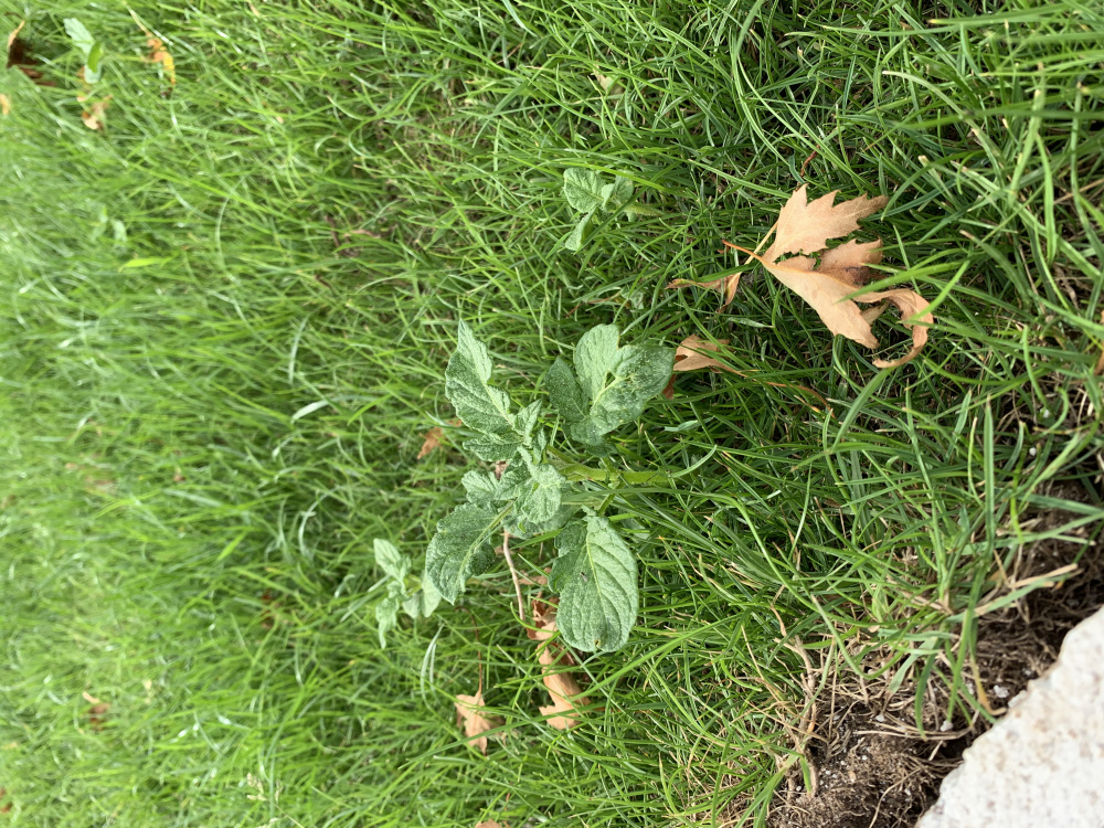 New Turf ‘Potato Weed’?! — BBC Gardeners' World Magazine