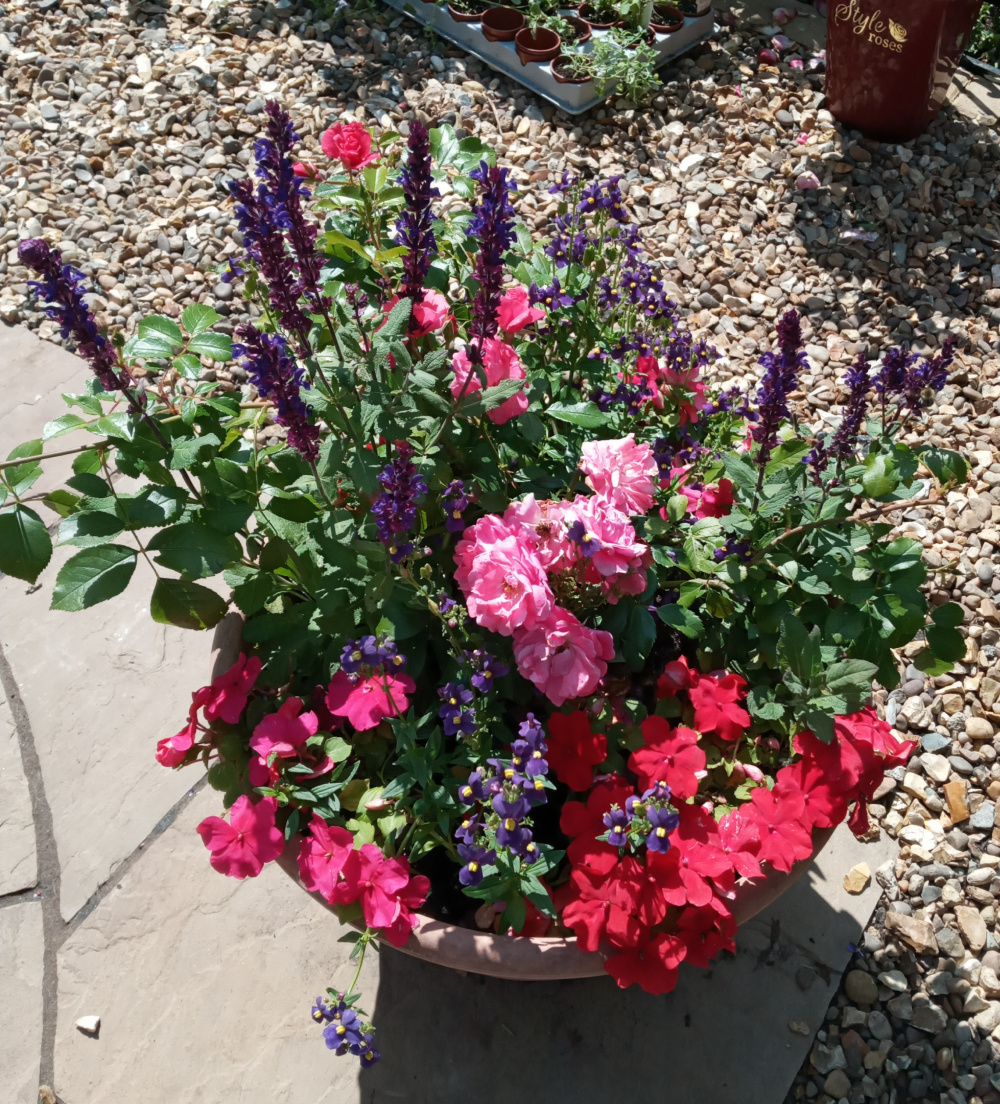 Groundcover rose ‘Suffolk’ for hanging baskets Page 2 — BBC Gardeners