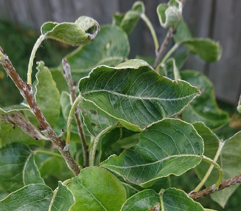 Is this pear tree dying already? — BBC Gardeners' World Magazine
