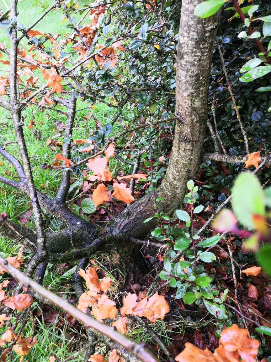 My oak tree is still just a big bush. Which branches should I prune? — BBC Gardeners' World Magazine