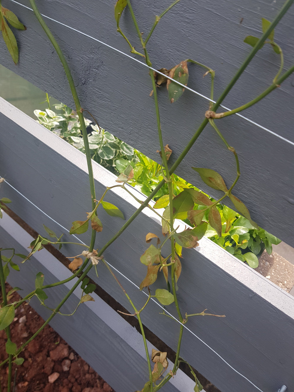 Jasmine Officinale dying? — BBC Gardeners' World Magazine