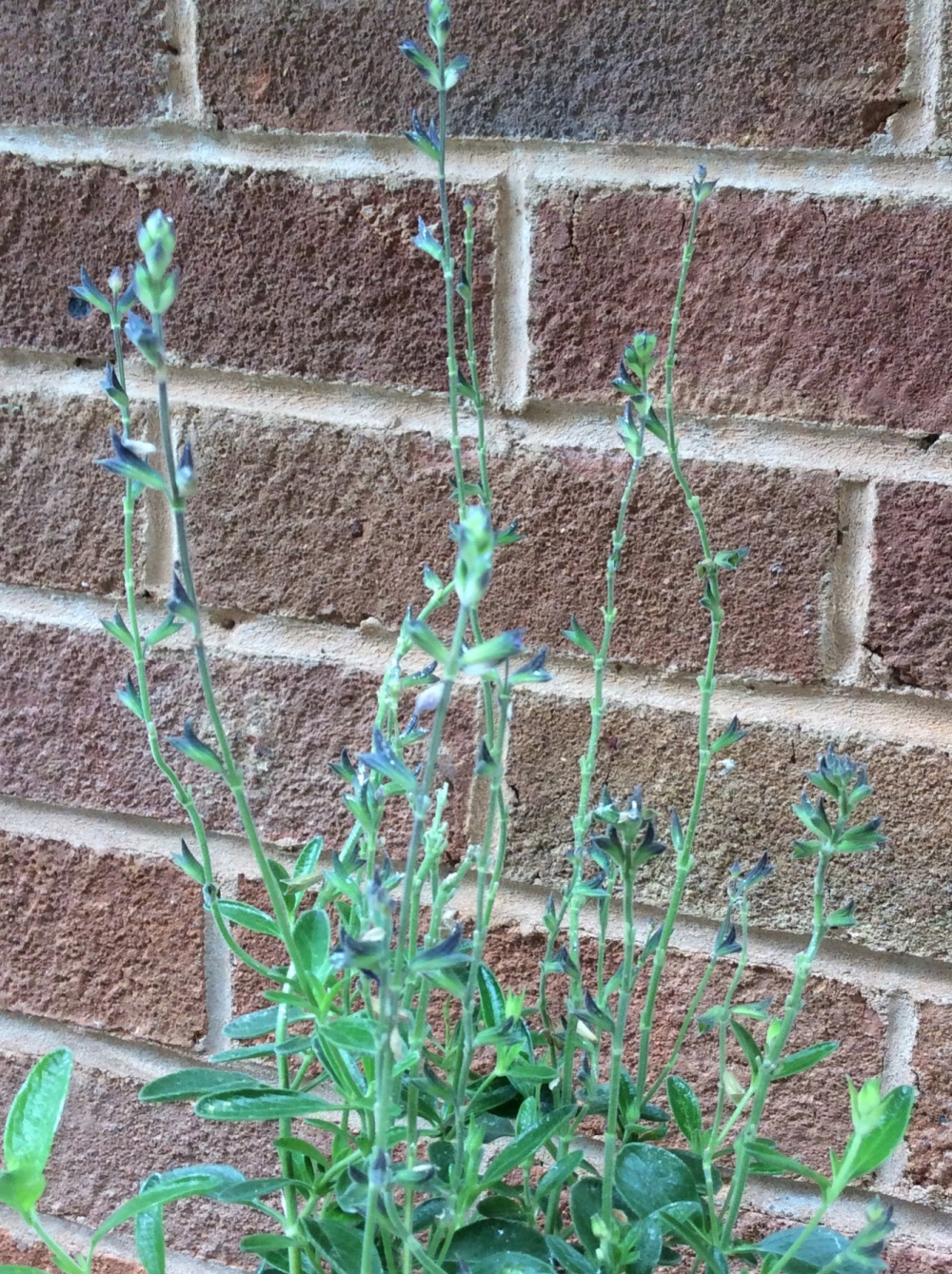 Deadheading salvia Blue Note how and when? — BBC Gardeners' World
