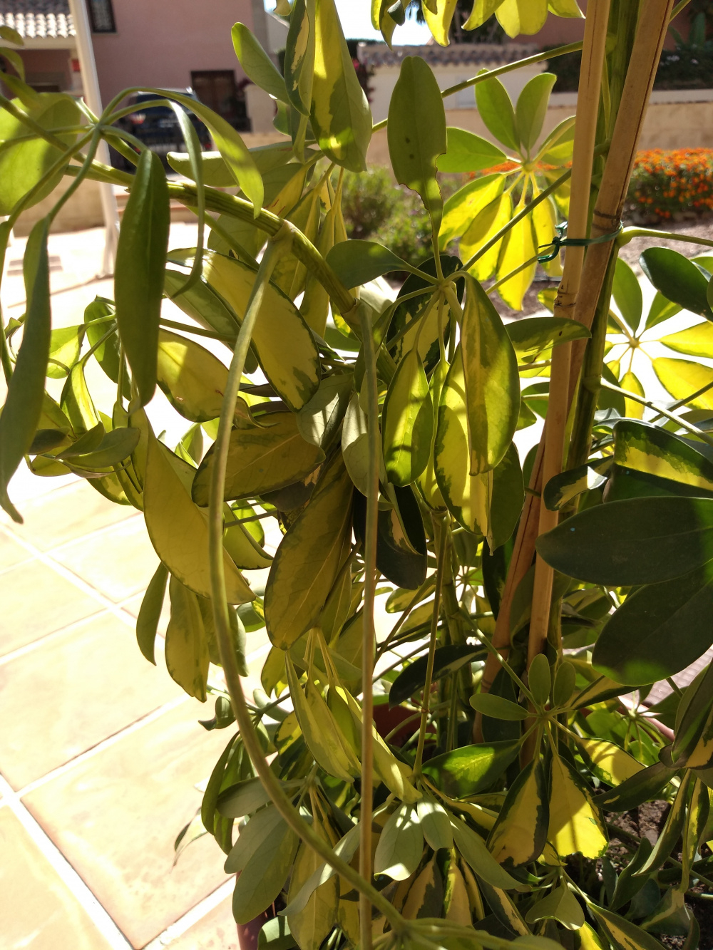 Drooping Schefflera leaves — BBC Gardeners' World Magazine