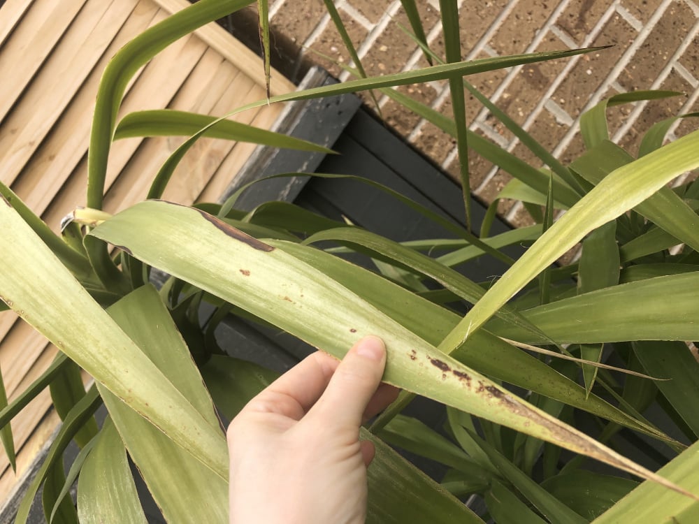 What Is Wrong With My Yucca Bbc Gardeners World Magazine