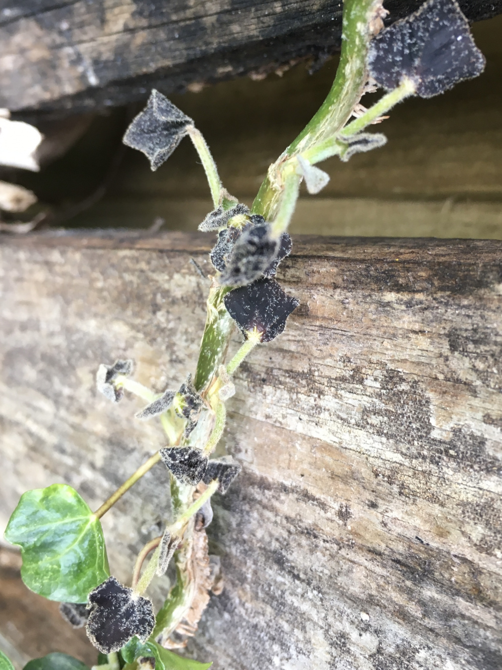 Garden ivy leaves turning black — BBC Gardeners' World Magazine