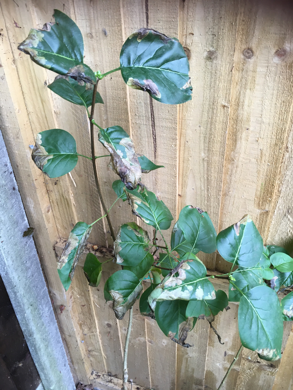 What’s wrong with my lilacs? — BBC Gardeners' World Magazine