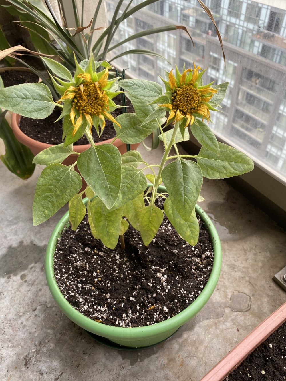 Desperate for help Sunflower petals are wilting. — BBC Gardeners