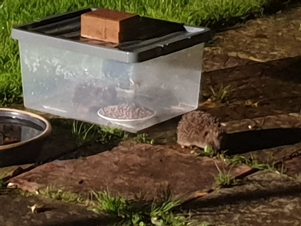 Feeding hedgehogs — BBC Gardeners' World Magazine