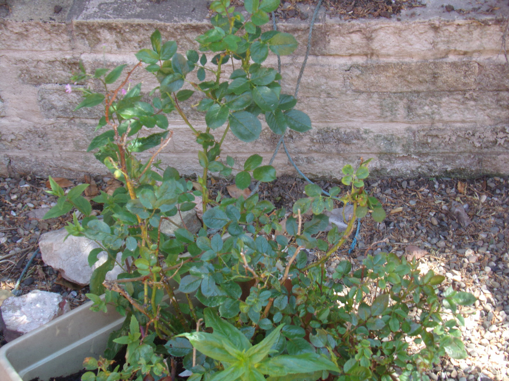 Mini Rose Bush/Tree not flowering? — BBC Gardeners' World Magazine