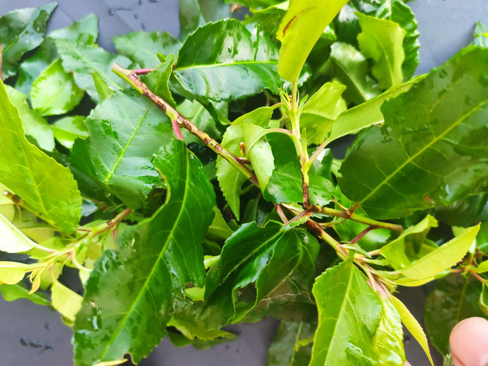 Portuguese Laurel Brittle Branches '( — BBC Gardeners' World Magazine