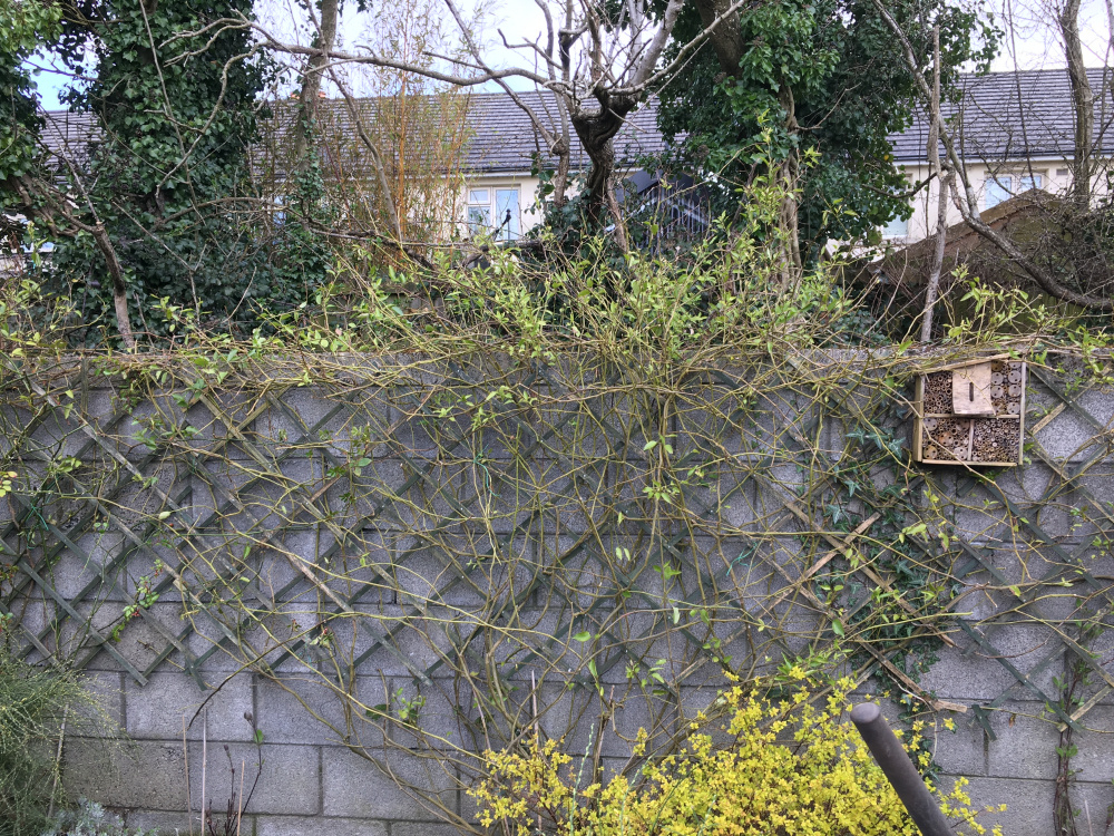 Jasmine losing its leaves — BBC Gardeners' World Magazine
