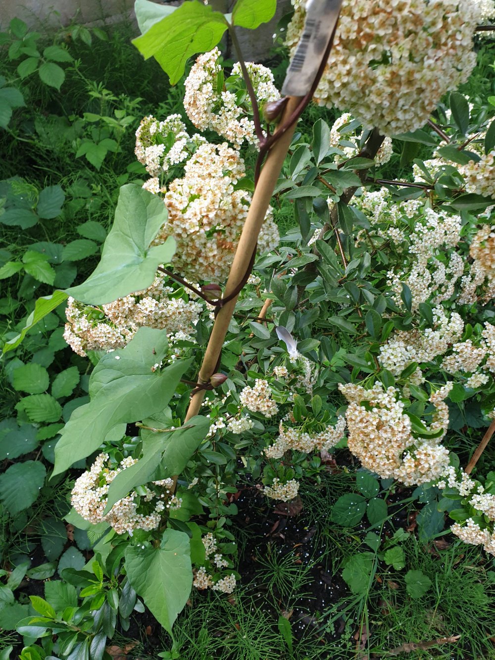 Weed/Climbing plants growing on my new shrubs — BBC Gardeners' World