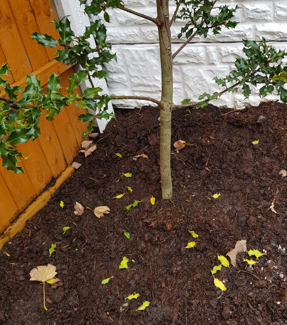 Holly dropping leaves — BBC Gardeners' World Magazine