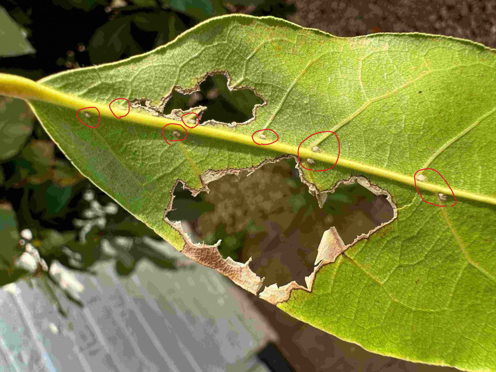 Bay Tree dying leaves brown Page 2 — BBC Gardeners' World Magazine Bay Tree dying leaves brown Page 2 — BBC Gardeners' World Magazine
