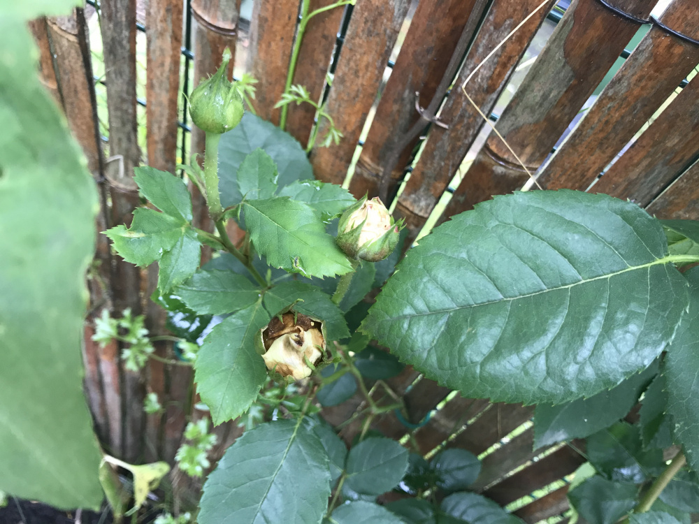 Rose buds turning brown — BBC Gardeners' World Magazine