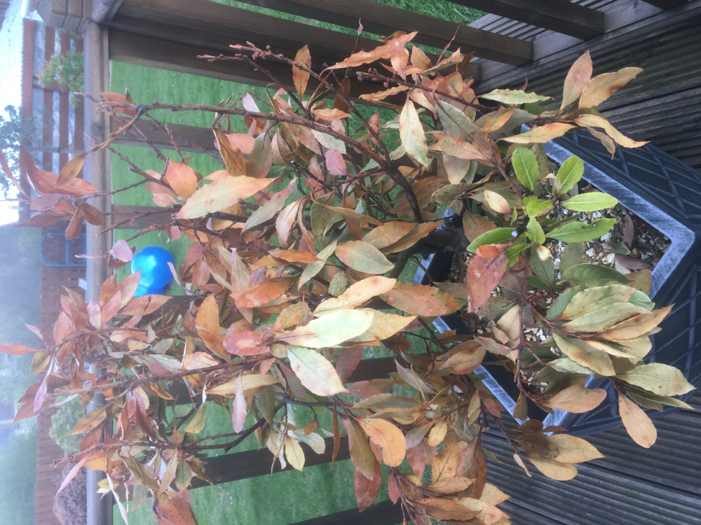 Bay tree frost damage — BBC Gardeners' World Magazine