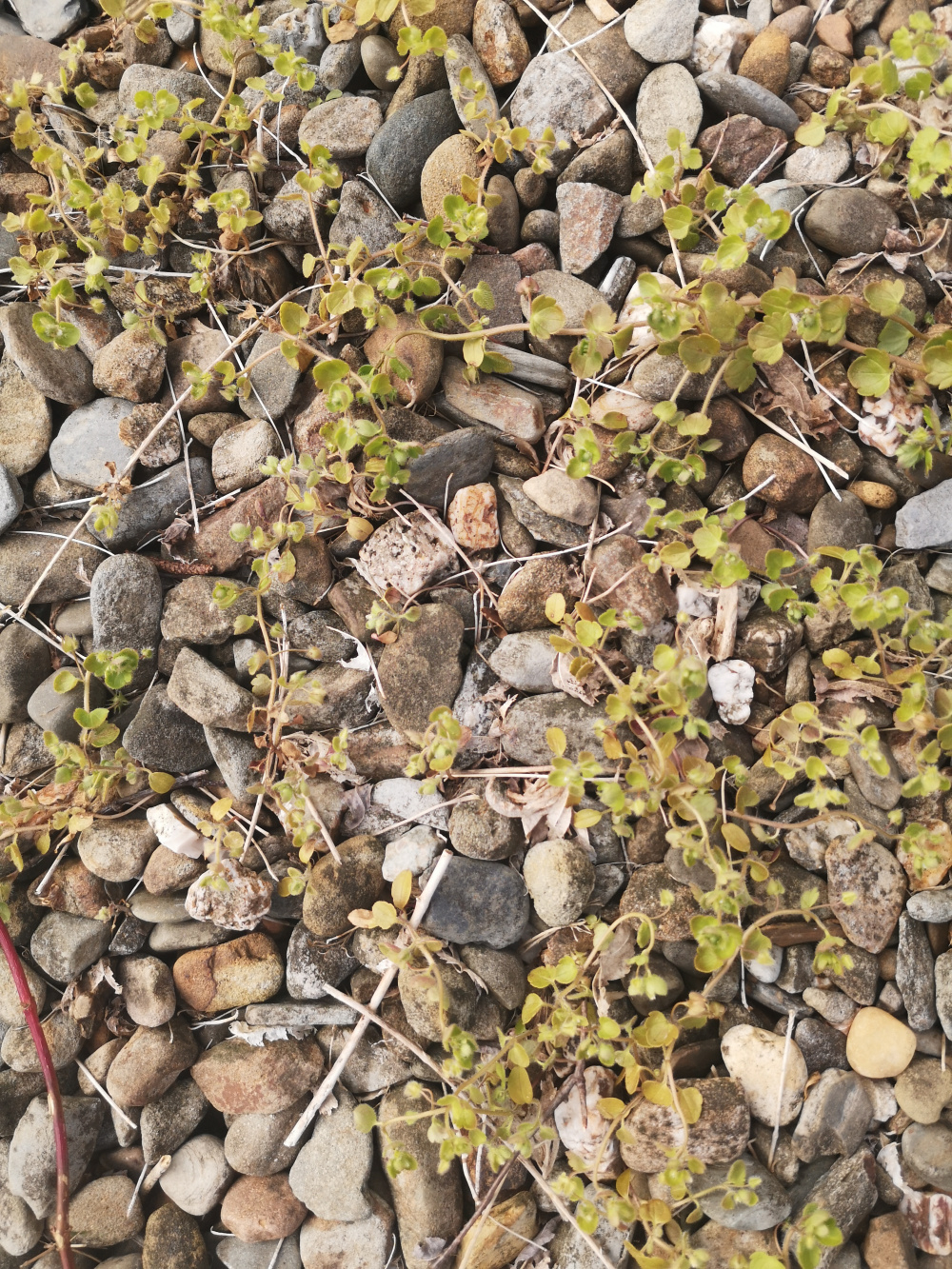 WEEDS IN GRAVEL — BBC Gardeners' World Magazine