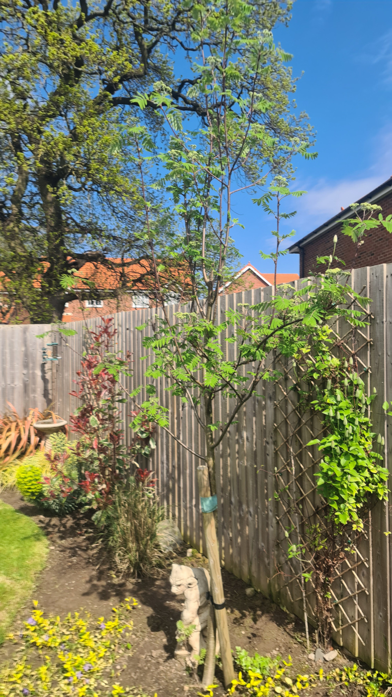 Rowan tree dying — BBC Gardeners' World Magazine