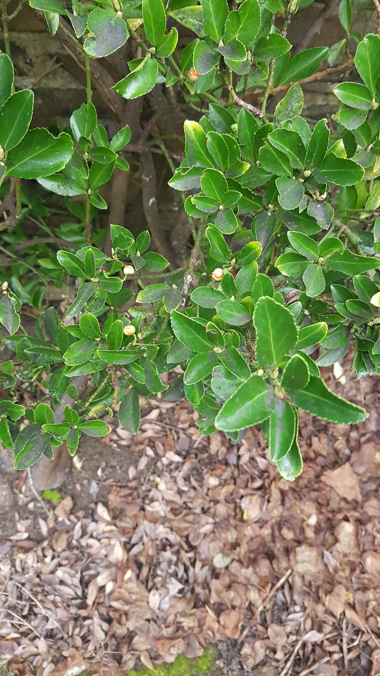 Identify shrubs — BBC Gardeners' World Magazine