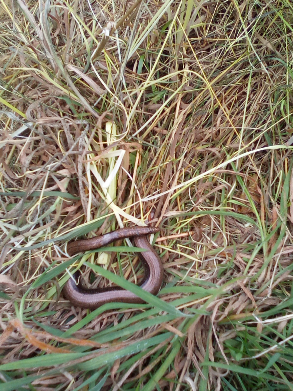 Slow worm — BBC Gardeners' World Magazine