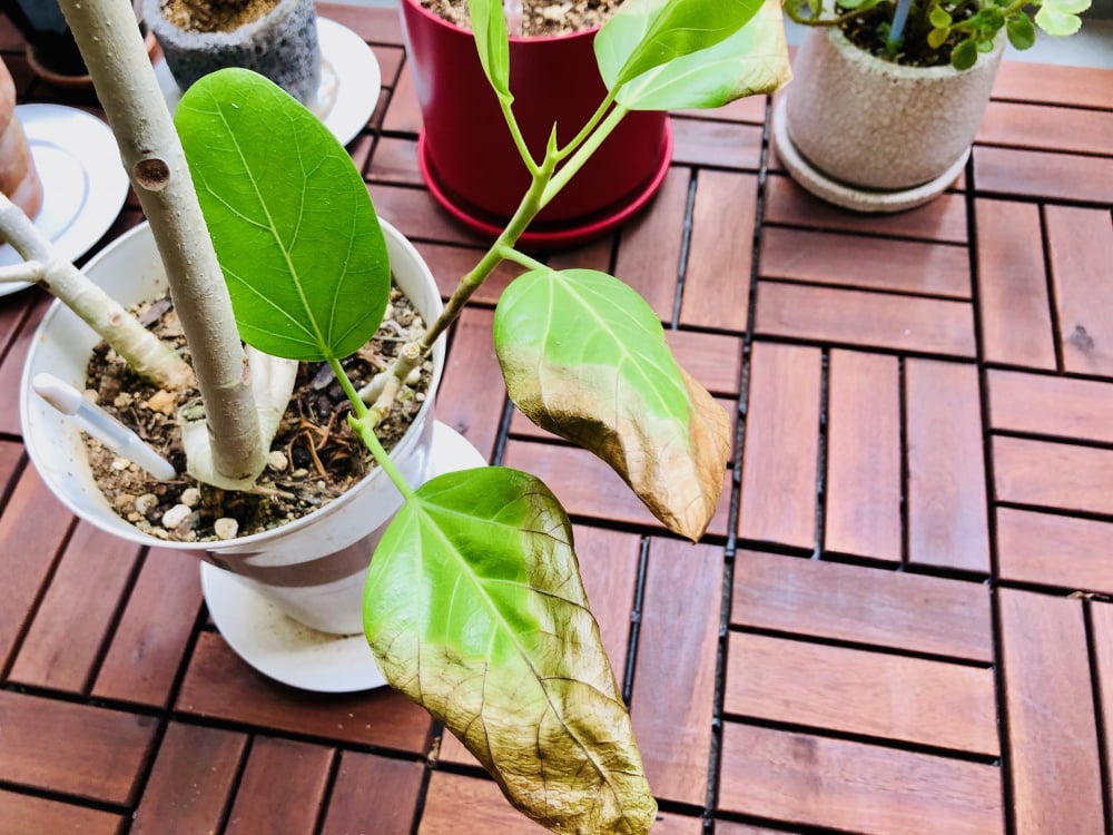 Audrey Ficus brown and curled leaves — BBC Gardeners