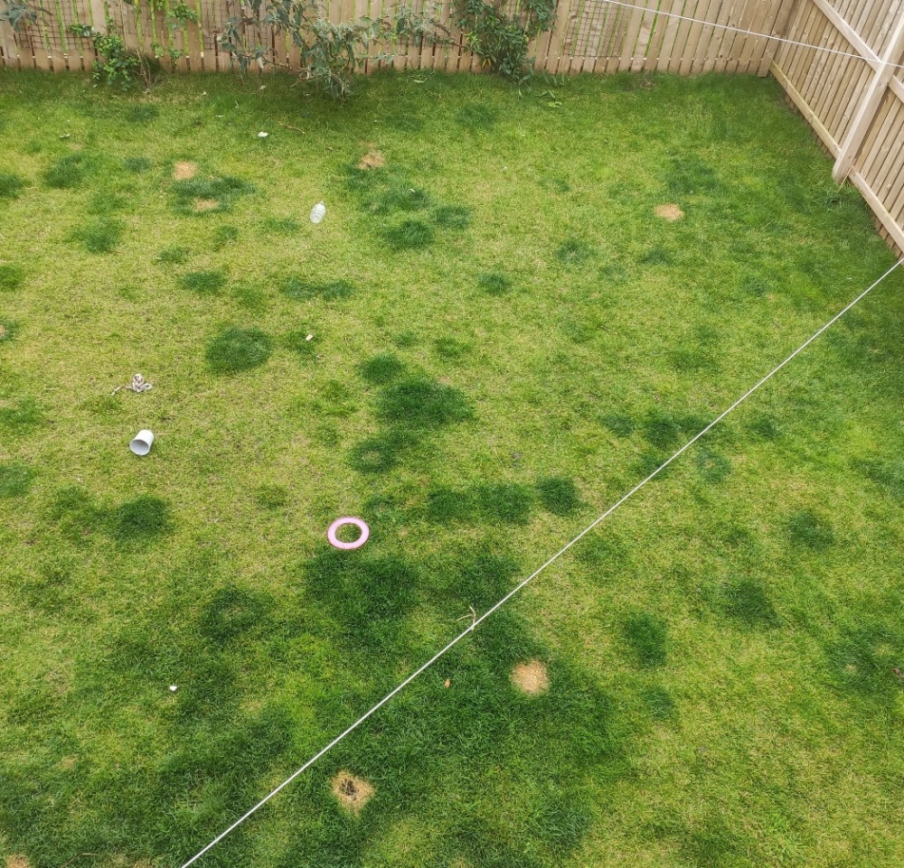 Help! Our lawn seems to be dying after weed and feed — BBC Gardeners' World Magazine Help! Our lawn seems to be dying after weed and feed — BBC Gardeners' World Magazine