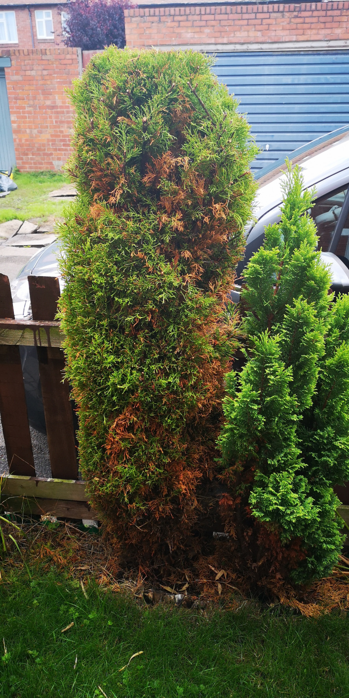 Conifers going brown — BBC Gardeners' World Magazine