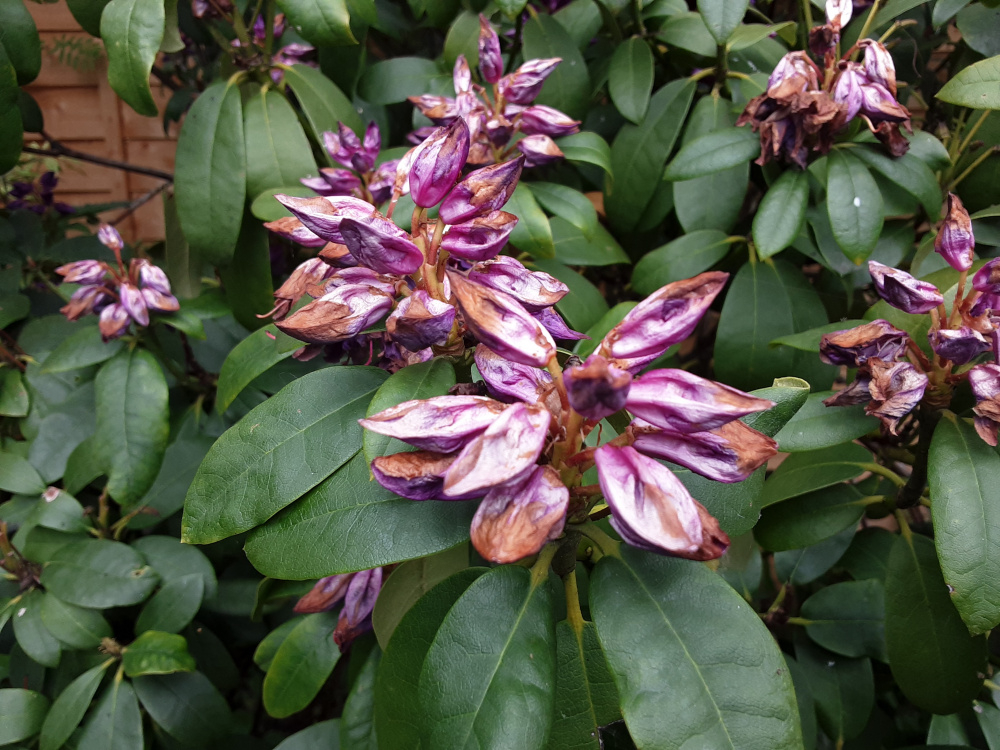 Rhododendron flowers not opening fully — BBC Gardeners' World Magazine