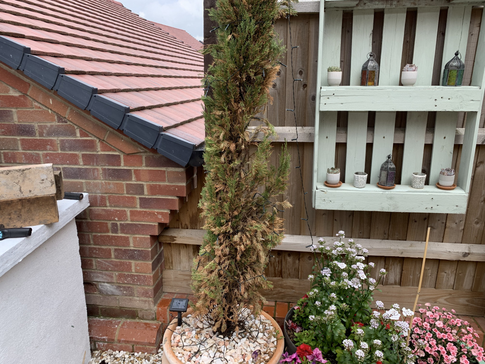 Cypress Tree help — BBC Gardeners' World Magazine