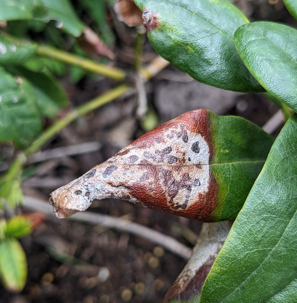 Rhododendron Disease Identification — BBC Gardeners' World Magazine