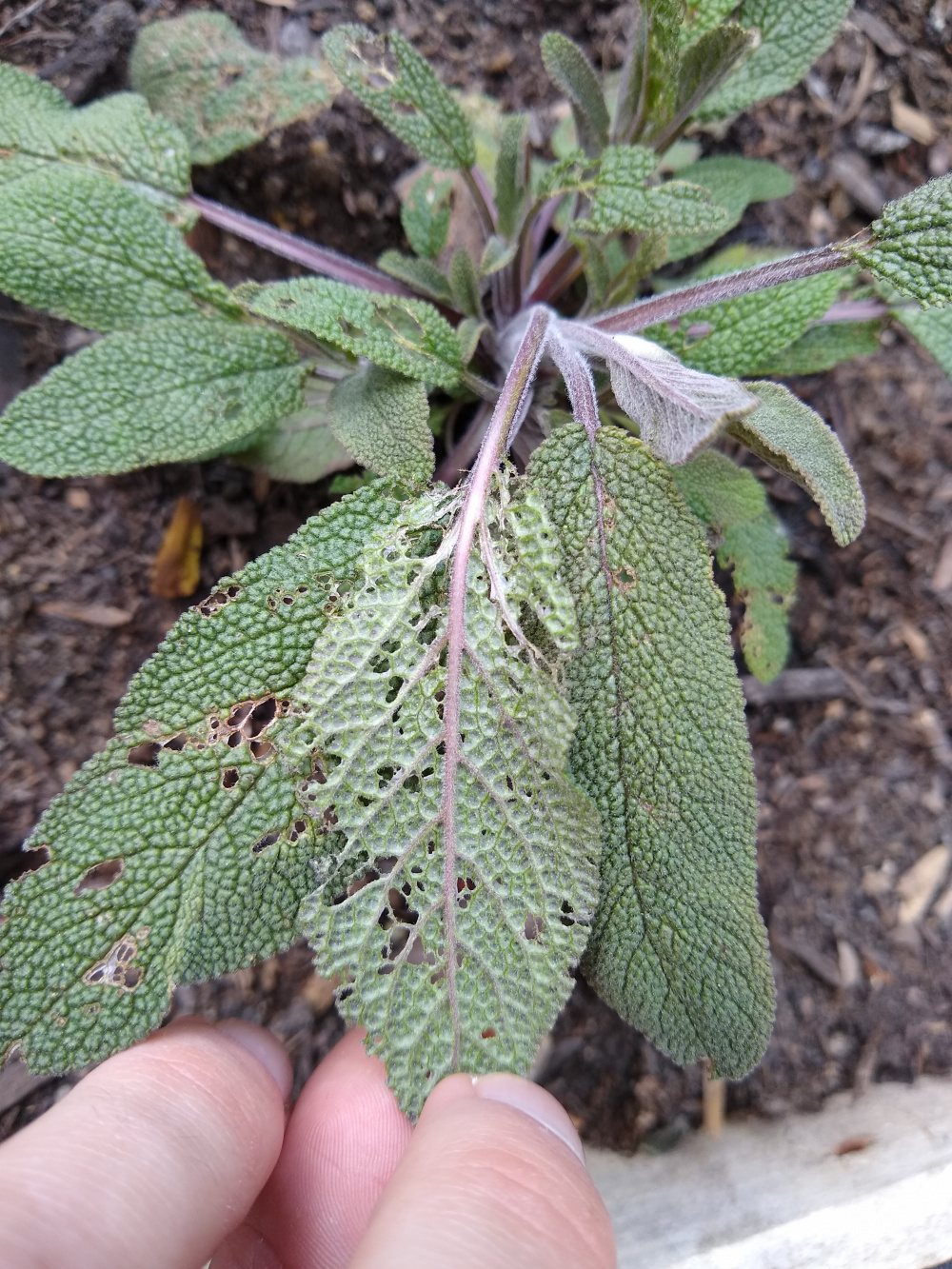 What is only eating my sage? — BBC Gardeners' World Magazine