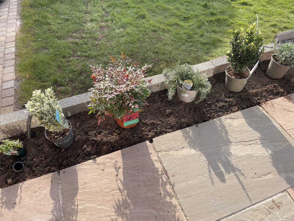 South facing patio plants — BBC Gardeners' World Magazine